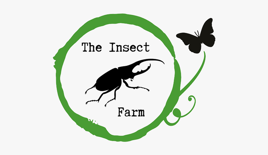 Butterfly, HD Png Download