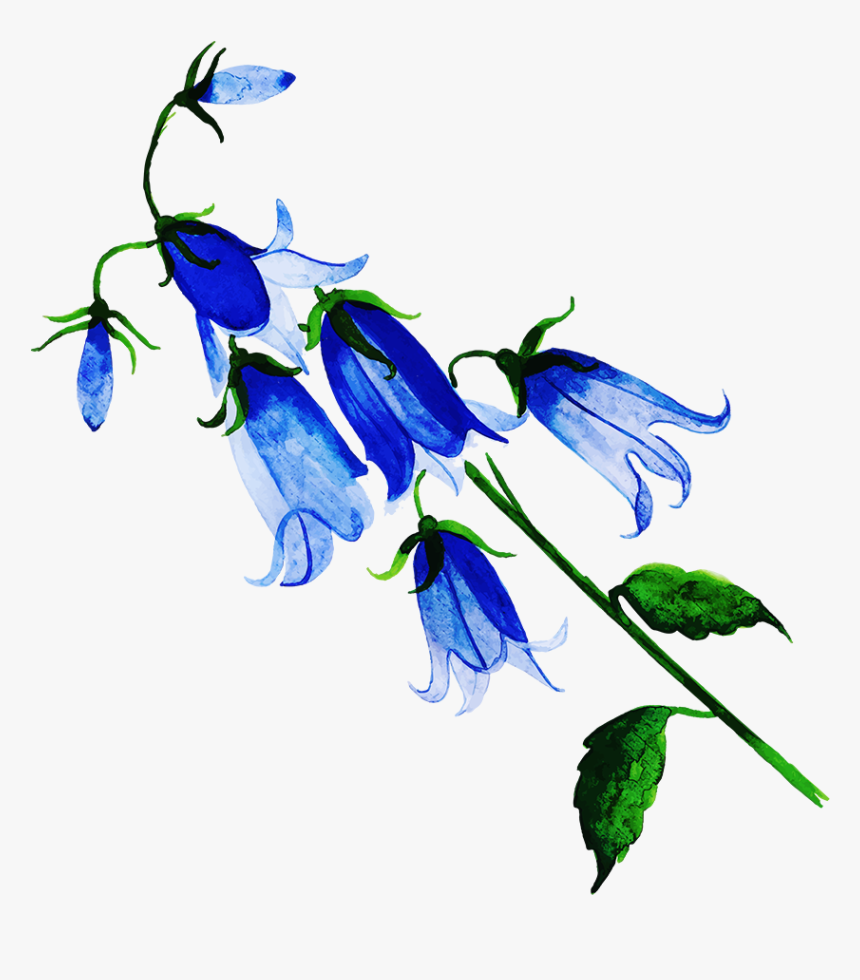 Bellflower, HD Png Download