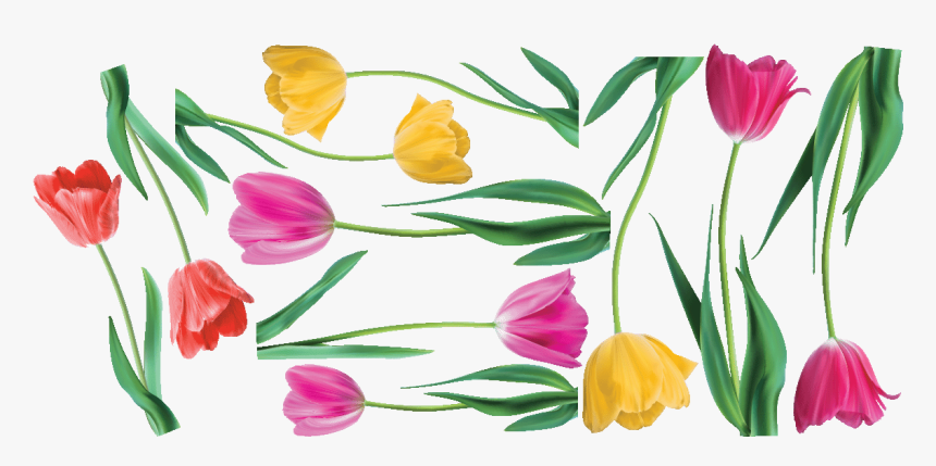 Tulip, HD Png Download