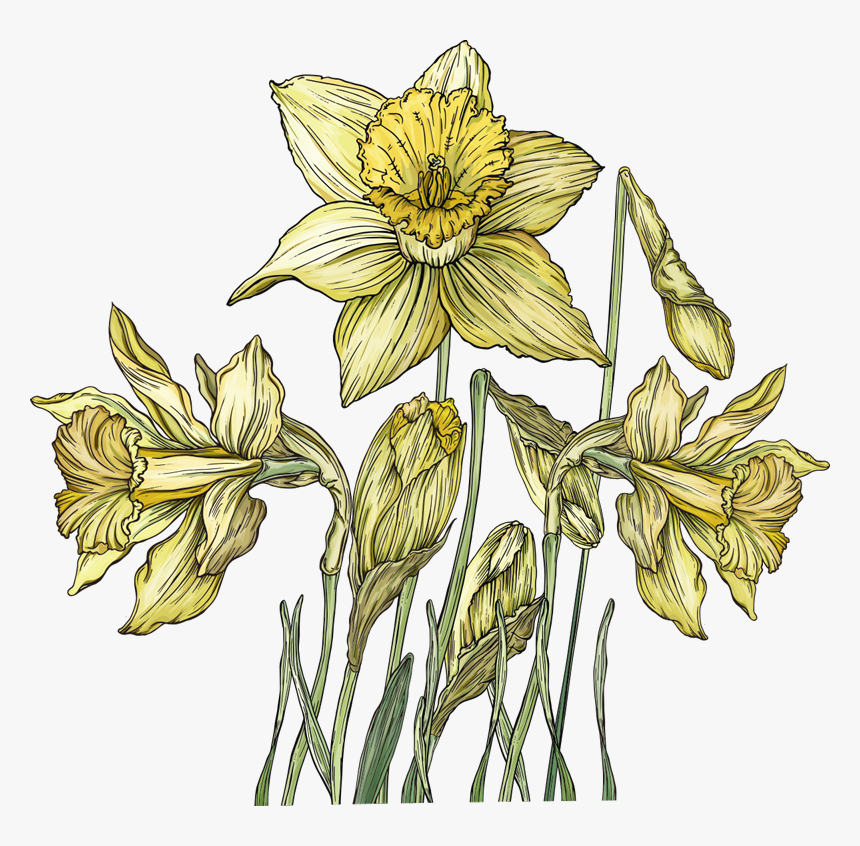 Gentiana, HD Png Download