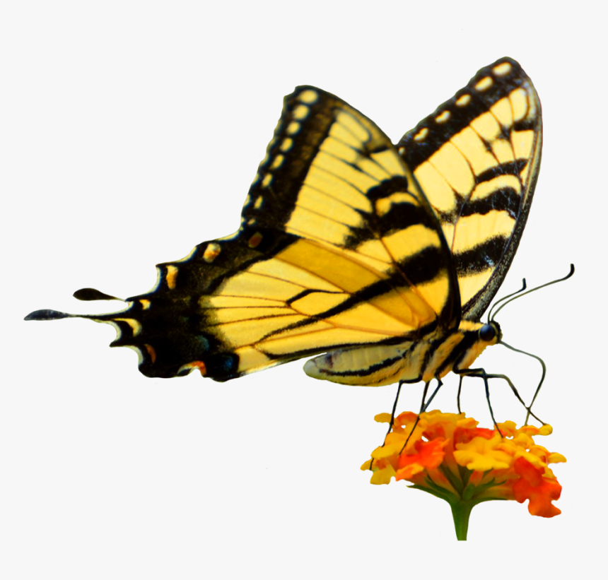 Butterfly On Flower Cut-out - Butterfly In Garden, HD Png Download