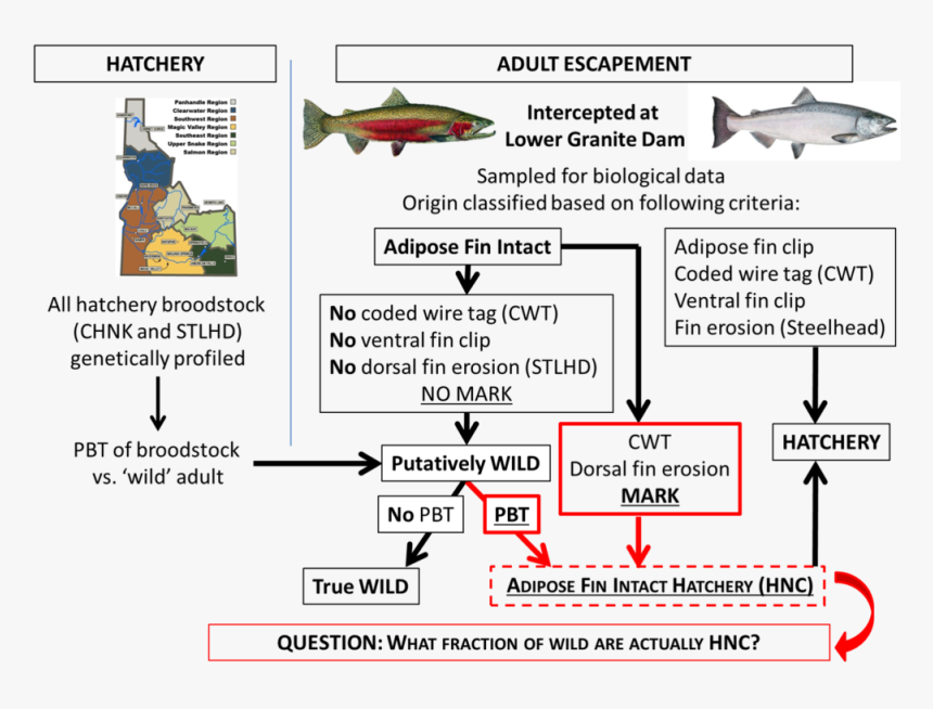 Descision Tree, HD Png Download