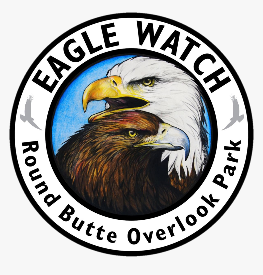 Bald Eagle, HD Png Download