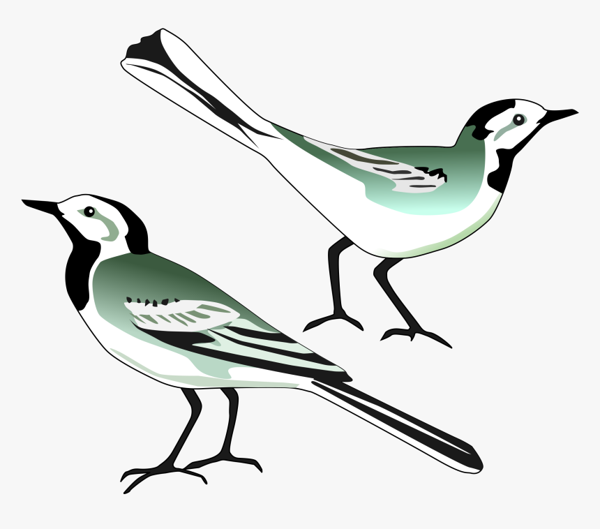 Wagtail Clipart, HD Png Download