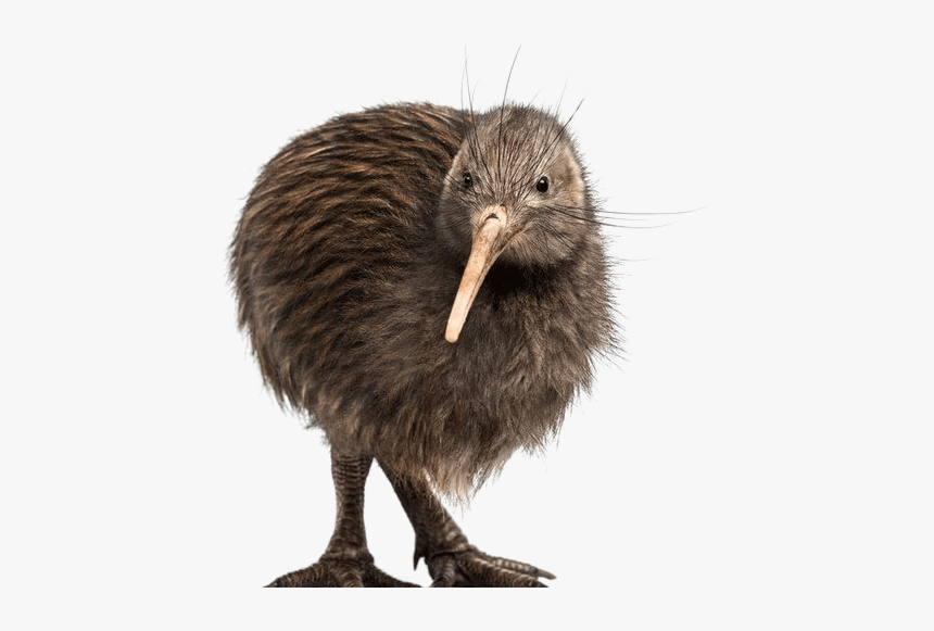 Kiwi Bird, HD Png Download