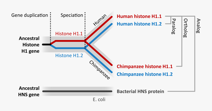 Homologous Sequence, HD Png Download