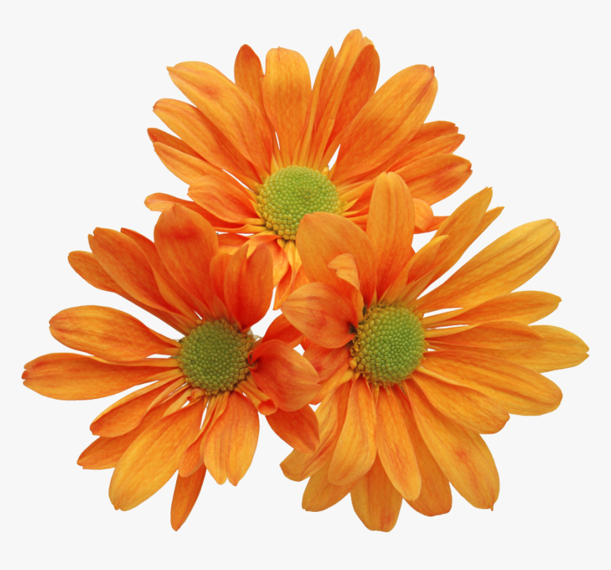 Mais Flores Png Real Flowers Clip Art, Transparent Png , Transparent