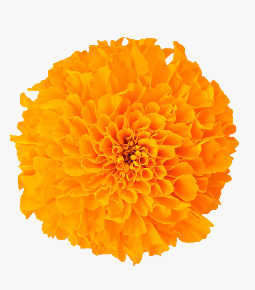 Marigolds Flower Png, Transparent Png