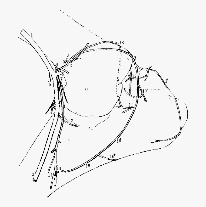 Arterial Blood Supply To The Right Cubital Joint Of - Line Art, HD Png Download