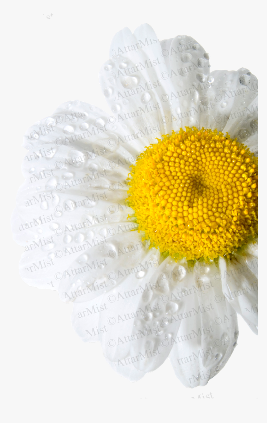 Rain Flower By Attar Mist - Chamomile, HD Png Download