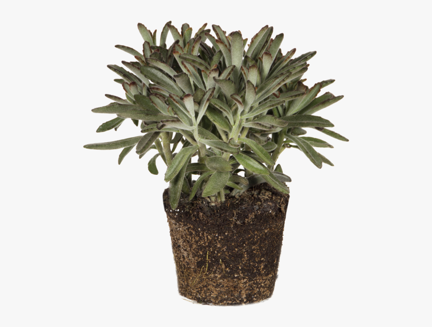 Panda Plant - Flowerpot, HD Png Download