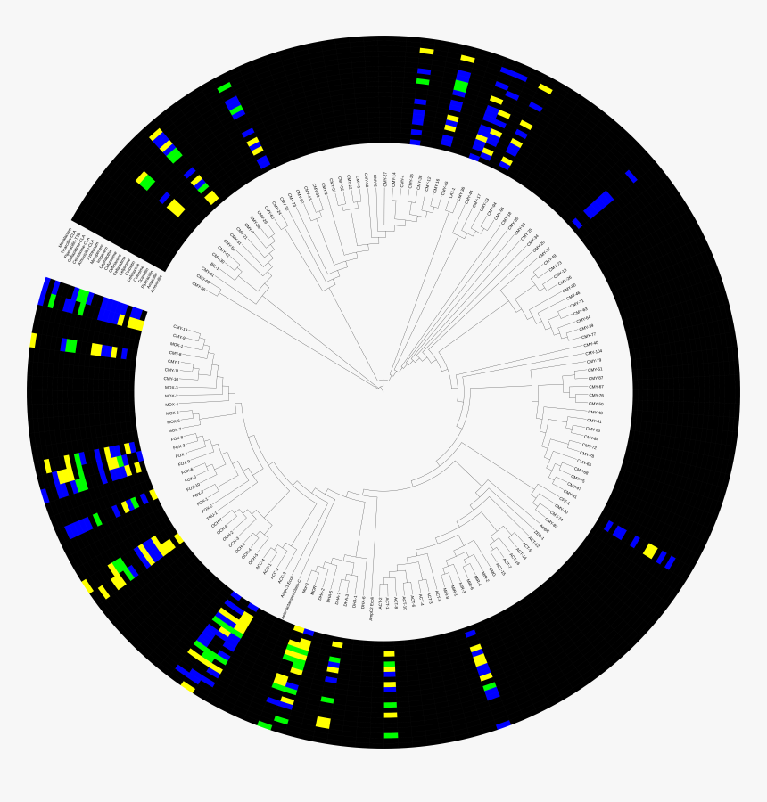Tree Images In Png Format, Transparent Png