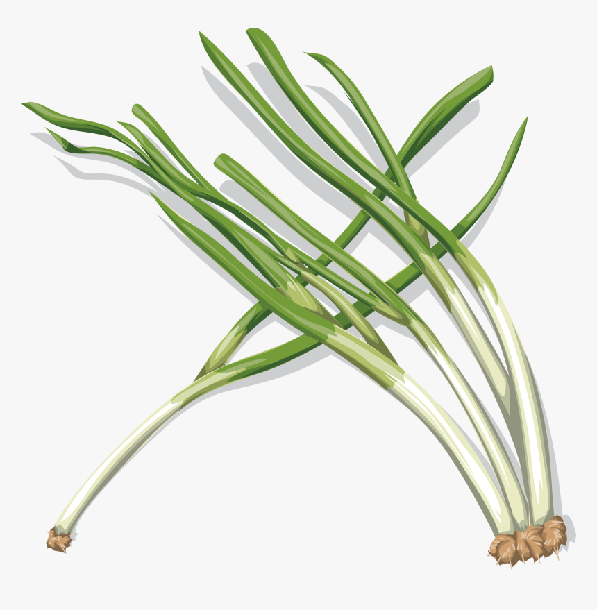 Vegetable Clipart Onion - Onion, HD Png Download