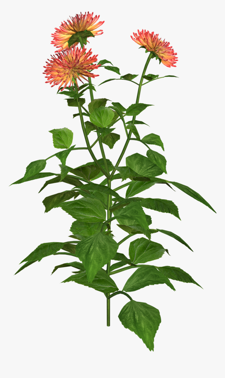 Portable Network Graphics, HD Png Download