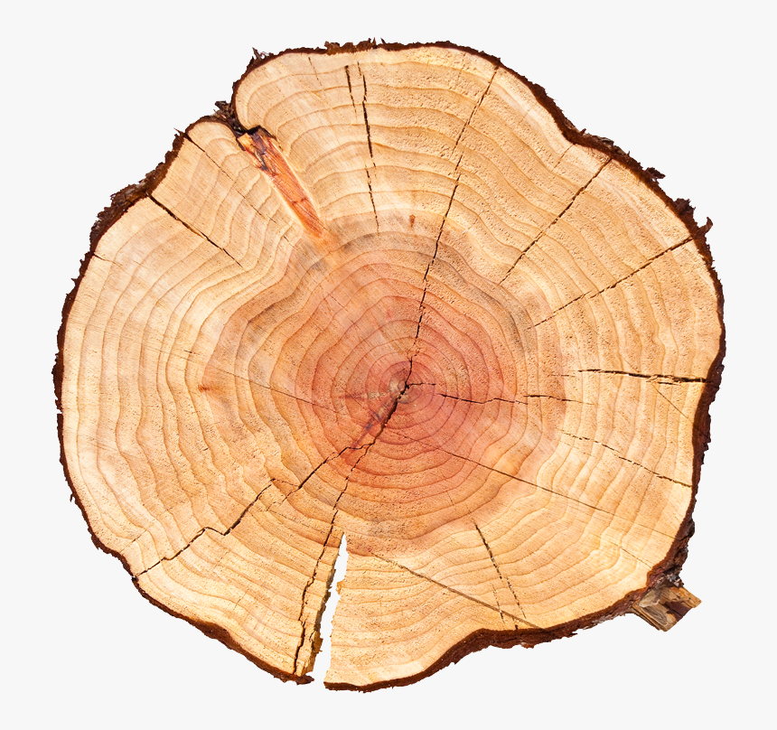 Tree Log , Png Download - Age Of Tree Png, Transparent Png