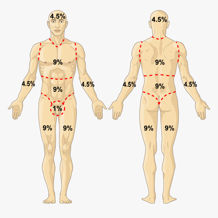 Rule Of Nines Illustration Hd Png Download Transparent Png Image Pngitem