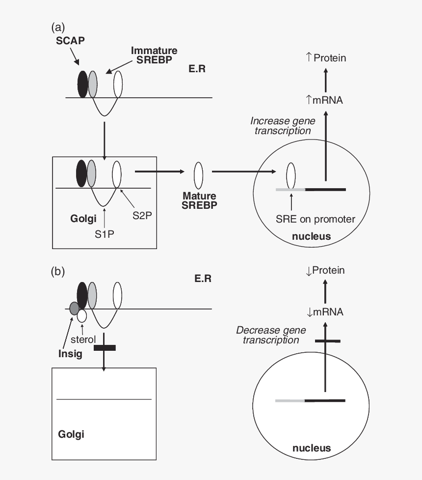 Diagram, HD Png Download