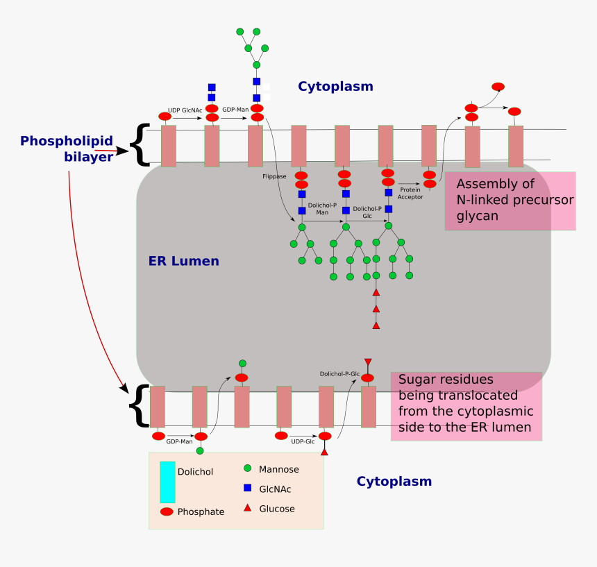 N-glycan Precursor Synthesis In The Er Lumen - N Linked Glycosylation Steps, HD Png Download