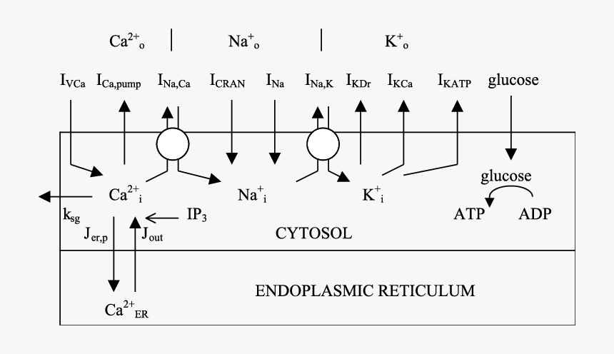 Diagram, HD Png Download