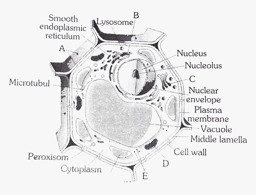 Diagram, HD Png Download