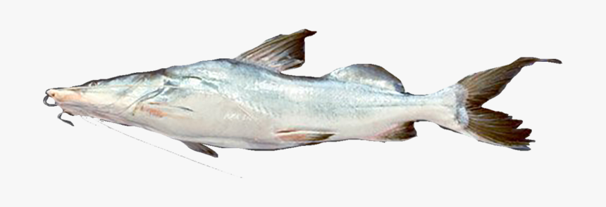 Oily Fish, HD Png Download