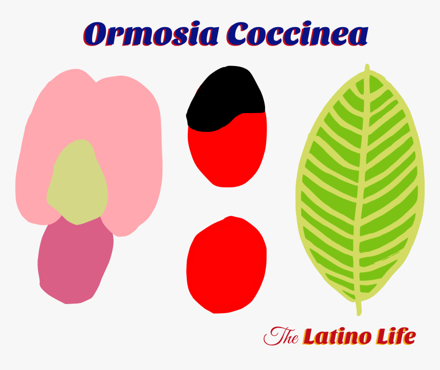 The Flower, Leaf, And The Beans, HD Png Download