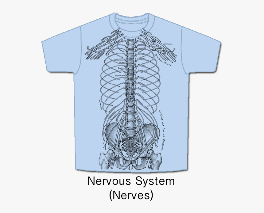 Nerves - Nervous System T Shirt, HD Png Download