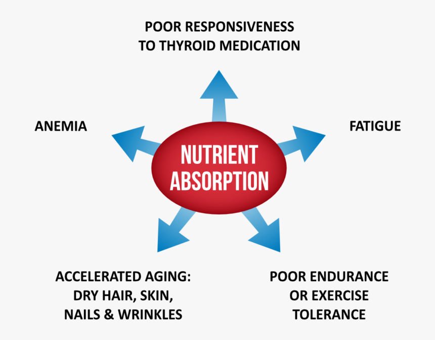 Diagram, HD Png Download