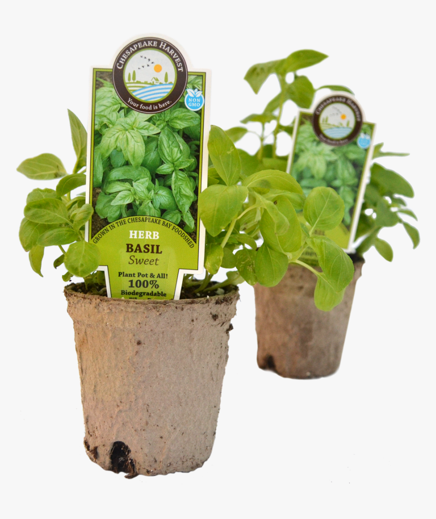 Starter Plants 
 Class Img Responsive True Size - Flowerpot, HD Png Download