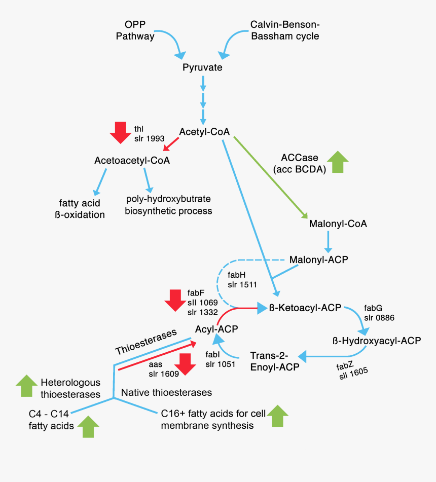 Diagram, HD Png Download