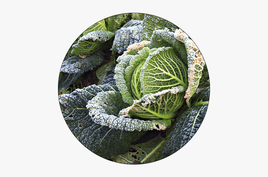 Broccoli, HD Png Download