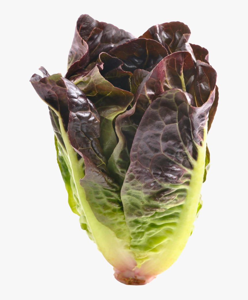 Red Romaine Lettuce - Cabbage, HD Png Download