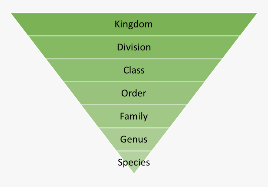Sports Development Continuum Pyramid, HD Png Download