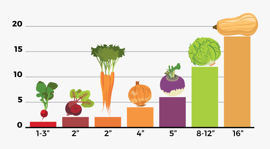 Seedling Chart - Cruciferous Vegetables, HD Png Download