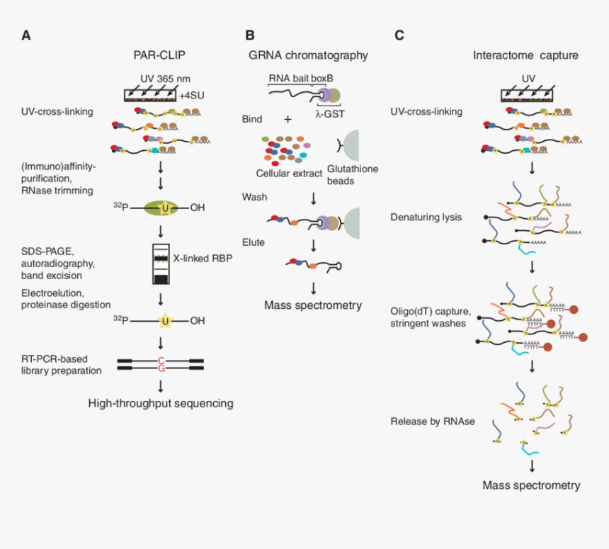 Methods To Study Mrnp - Enhanced Cross Linking Immunoprecipitation, HD Png Download