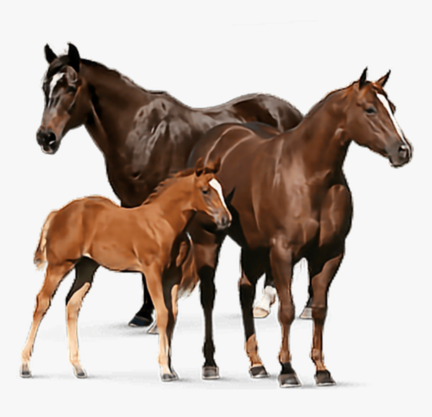 #freetoedit #caballos❤ @tauilcla Raleonor - Horses Transparent, HD Png Download