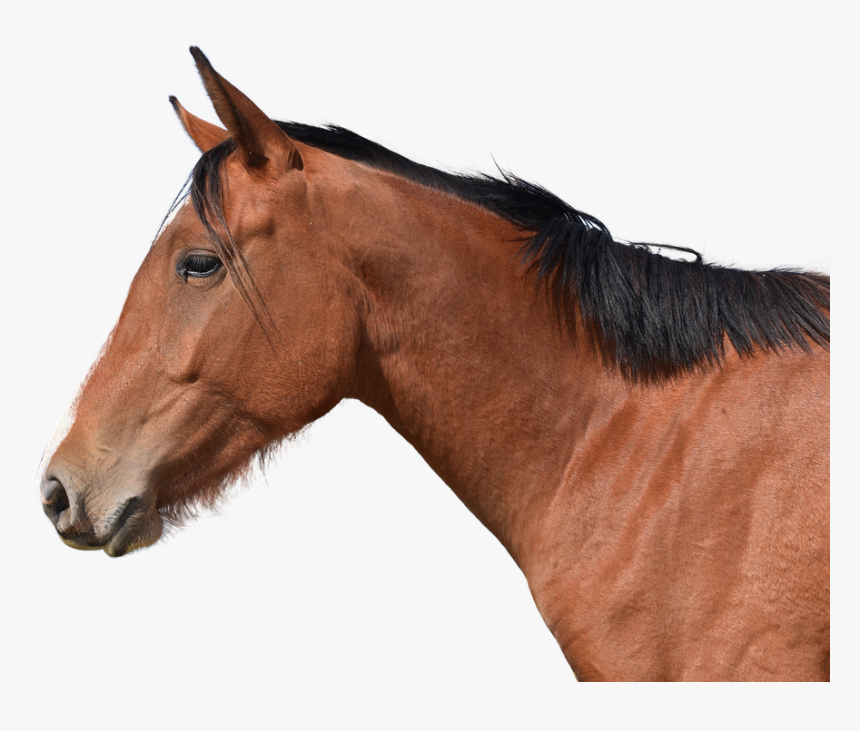 Horse, HD Png Download