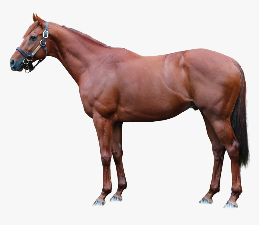 Lspear Foreground, HD Png Download