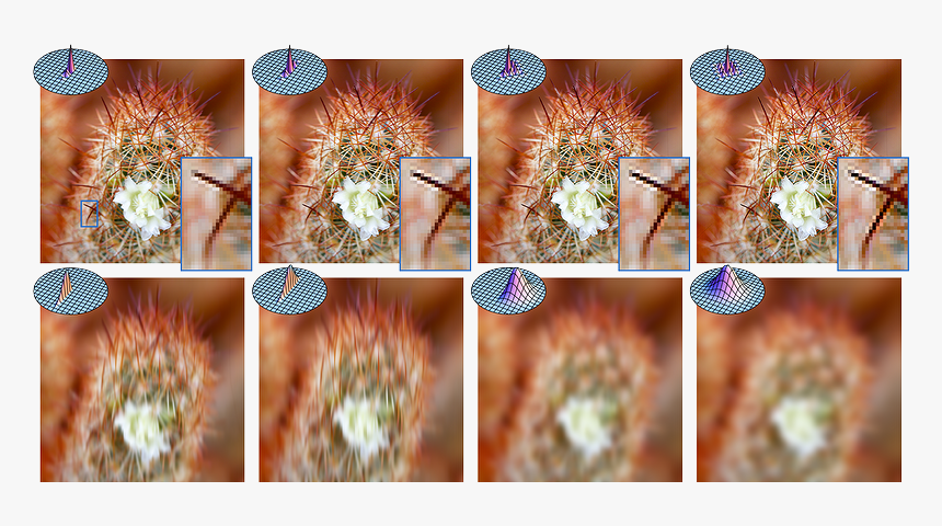 Hedgehog Cactus, HD Png Download