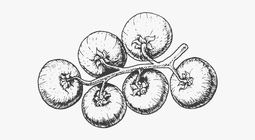 Tomate Png Blanco Y Negro, Transparent Png