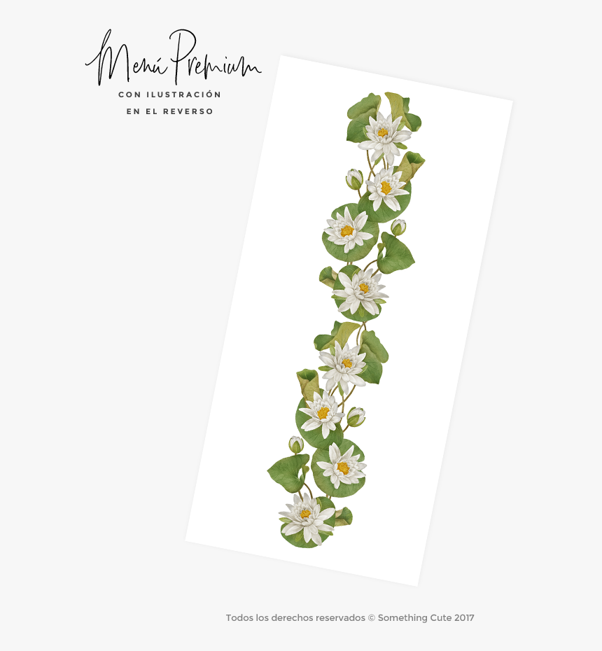 Moth Orchid, HD Png Download