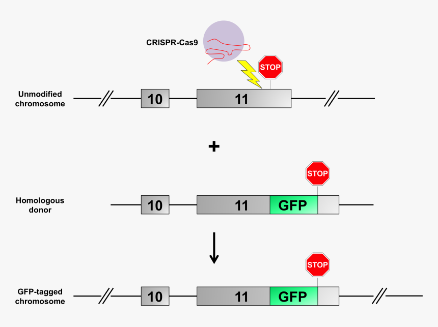 转基因 小 鼠, HD Png Download