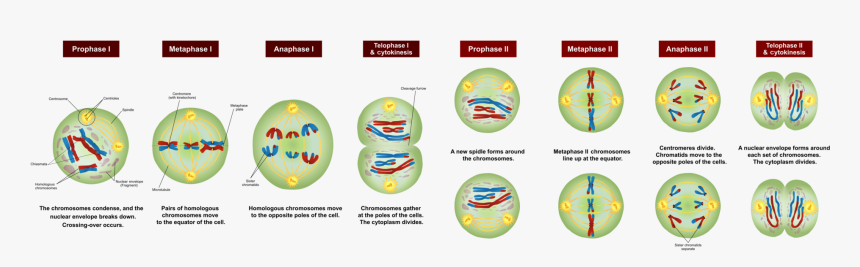 Difference Between Anaphase 1 And - Stages Of Meiosis 1 And 2, HD Png Download