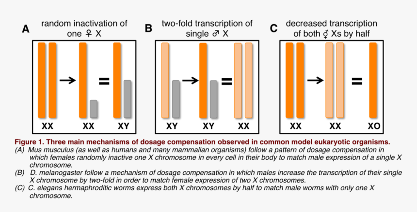 Number, HD Png Download