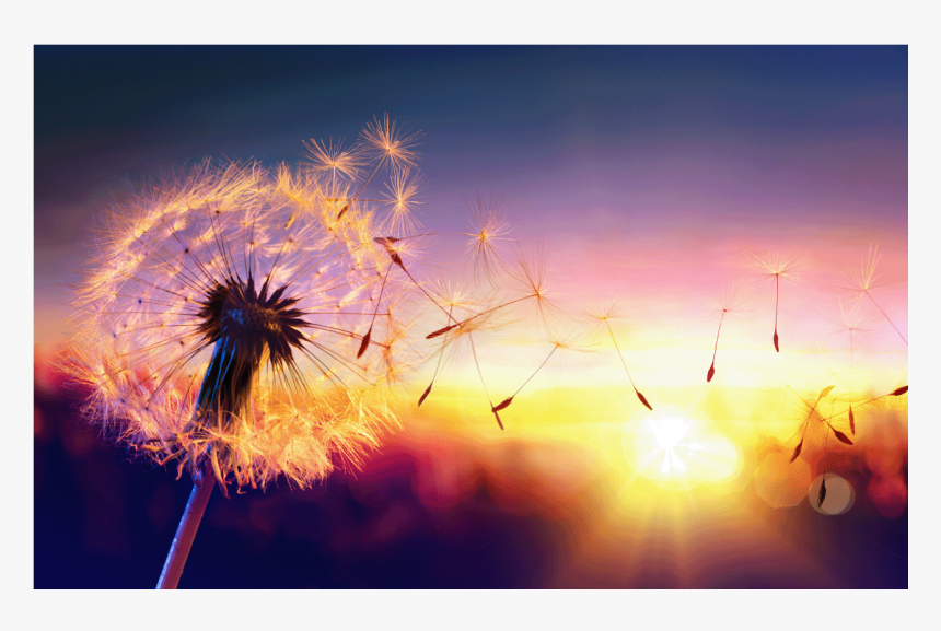 National Forgiveness And Happiness Day, HD Png Download