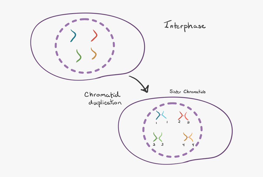 Diagram, HD Png Download
