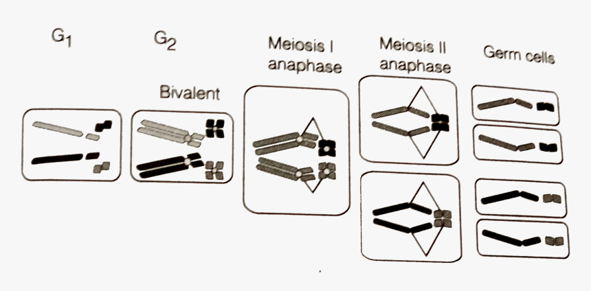 Diagram, HD Png Download