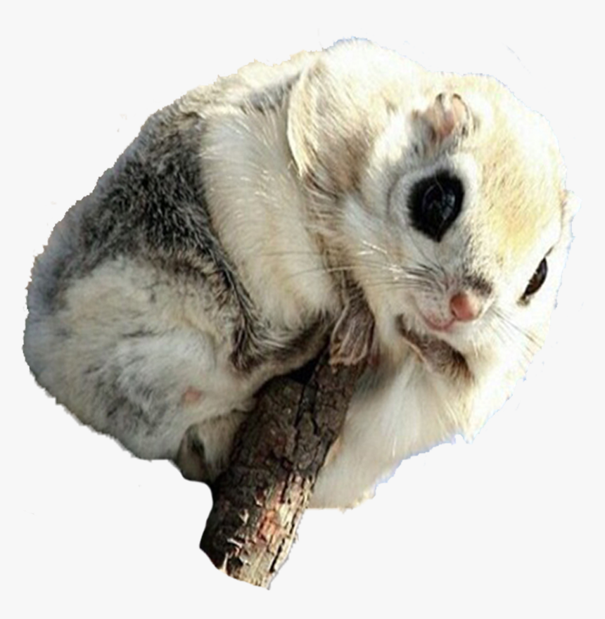 Marine Mammal, HD Png Download