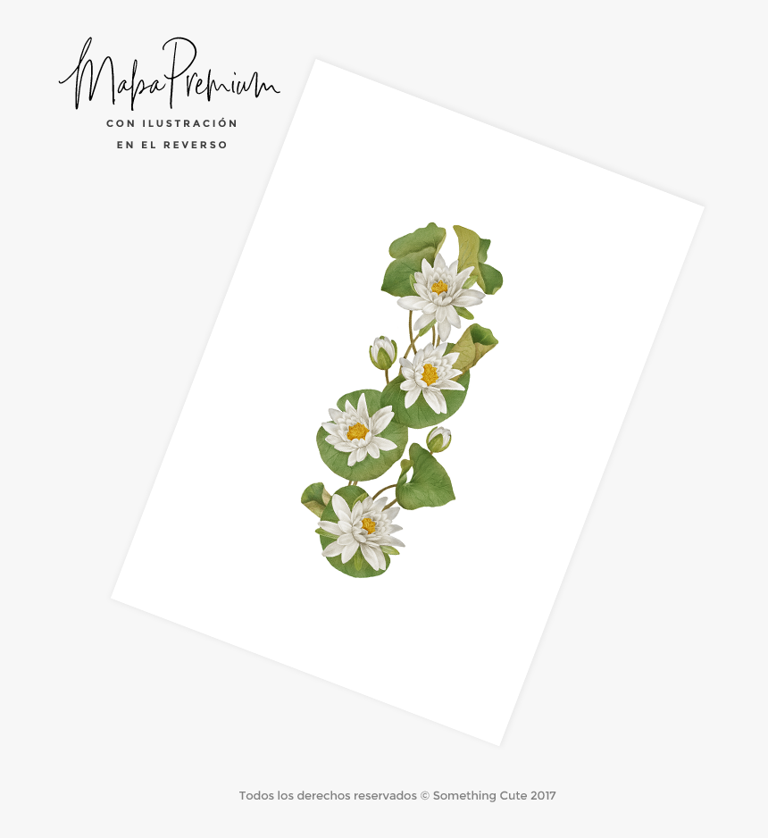 Jasmine, HD Png Download