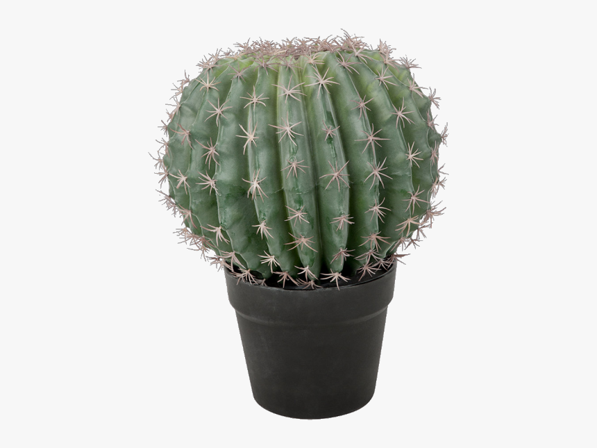 Image - San Pedro Cactus, HD Png Download